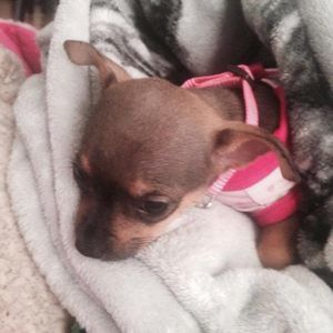 Meet your Posher, Sandy